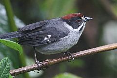 Northern Slaty Brushfinch